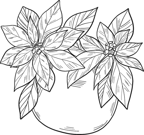 Poinsettia In A Pot Coloring Page